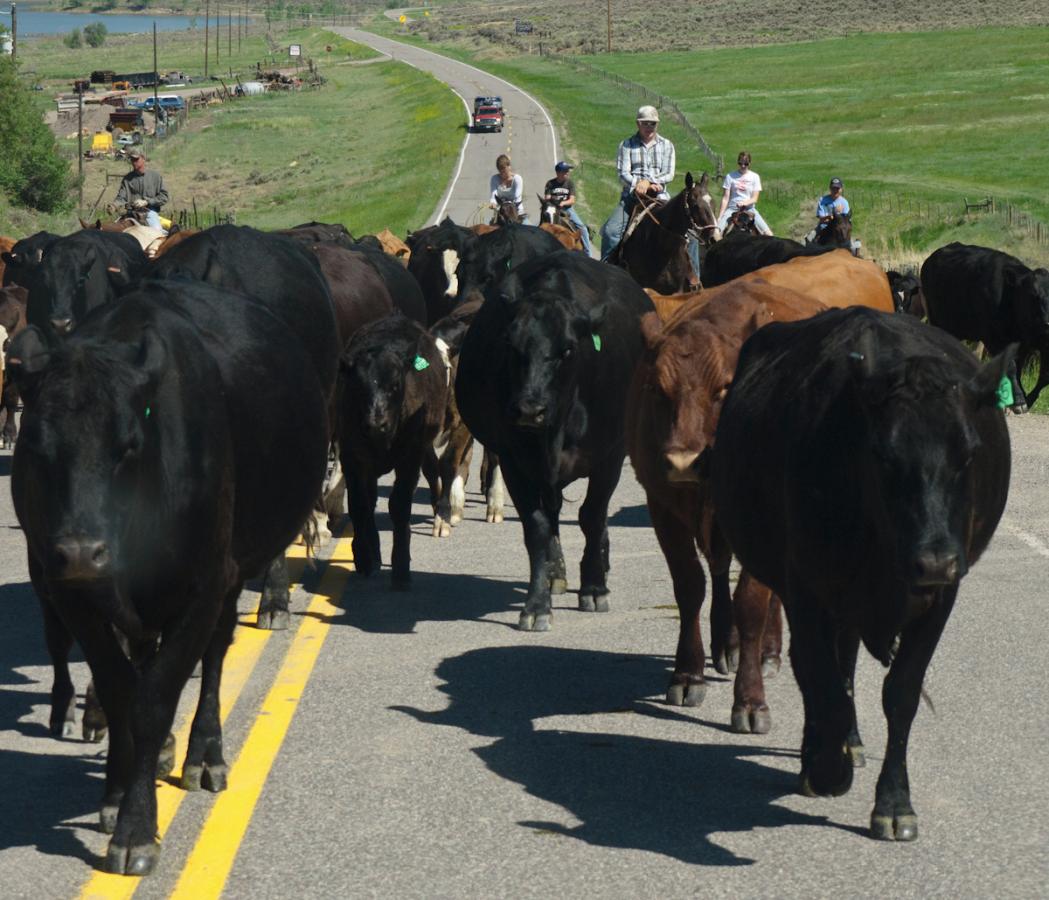 P1010453.jpg - Traffic jam! Sharing route 92 in Colorado  with some of the locals.