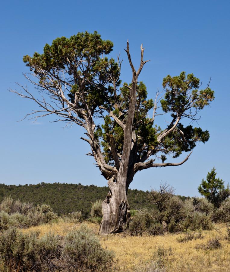 P1010456.jpg - Tree.