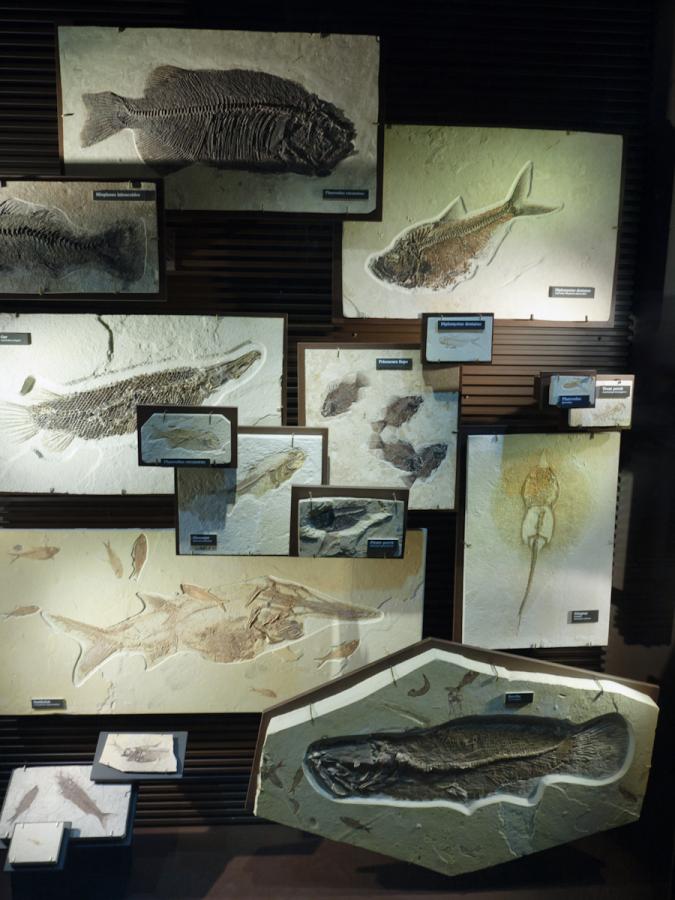 P1010522.jpg - A few of the smaller fossils on display in the visitor center.