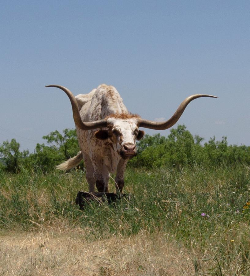 P1010230.jpg - A small herd of longhorns adds to the Texas ambiance.